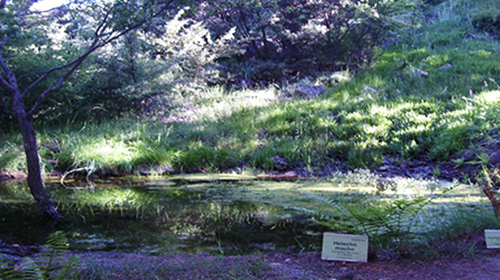 Jardín Botánico Hoya de Pedraza