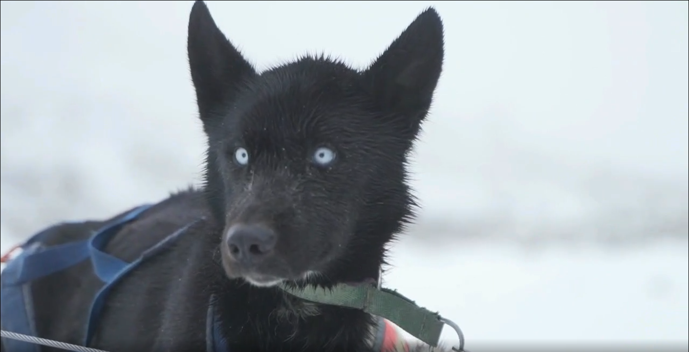 Ruta con perros de trineo